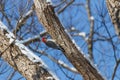 Red-bellied Woodpecker on a snow-covered tree. Royalty Free Stock Photo