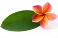 Red Plumeria