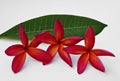 Red Plumeria Royalty Free Stock Photo