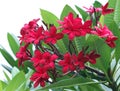 Red Plumeria