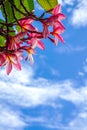 Plumeria blue sky