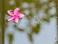 Red plumeria floating on the water Royalty Free Stock Photo