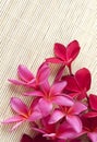 Red Plumeria flower Royalty Free Stock Photo