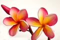 Red plumeria flowers Royalty Free Stock Photo