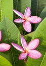 Red plumeria flowers