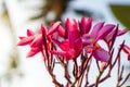 TheÃ¢â¬â¹ Red Plumeria flowers beautiful,frangipani blur background Royalty Free Stock Photo