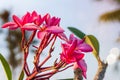 TheÃ¢â¬â¹ Red Plumeria flowers beautiful,frangipani blur background Royalty Free Stock Photo