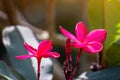 Red Plumeria flowers beautiful on tree with drop water,frangipani Royalty Free Stock Photo