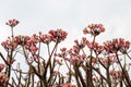 The Red Plumeria flowers beautiful on tree,frangipani