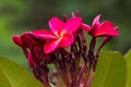 Red Plumeria flowers beauty,frangipani Royalty Free Stock Photo