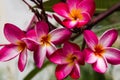 Red Plumeria flowers beauty in nature,frangipani flower Royalty Free Stock Photo