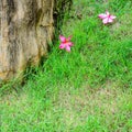 Red plumeria flowers bloom on green grass Royalty Free Stock Photo