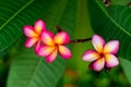 Red plumeria flowers on the tree Royalty Free Stock Photo