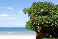 Red Plumeria or frangipani flower with blue sky and beach Royalty Free Stock Photo