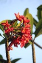 Red Plumeria with green leaves smell like heaven Royalty Free Stock Photo