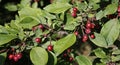 Red plumleaf crab apple fruits on the green branch. Chinese apple, plum-leaved apple, pear-leaf crabapple Royalty Free Stock Photo