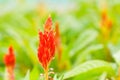Red plumped celosia flower Royalty Free Stock Photo