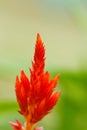 Red plumped celosia flower Royalty Free Stock Photo