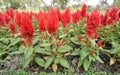 Red plumped celosia Royalty Free Stock Photo