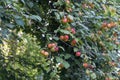 Red Plums Or Greengage on a plum tree bush. Royalty Free Stock Photo