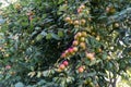 Red Plums Or Greengage on a plum tree bush. Royalty Free Stock Photo