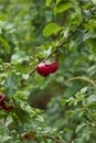 Red plums ripen on the tree. Green leaves, juicy berries