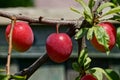 Red plums on a thin branch with leaves