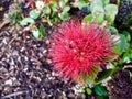 Red Pohutukawa flower with waterdrop after rainy day.