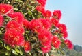 Red pohutukawa flowers in bloom