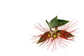 Red pohutukawa flowers isolated on white background