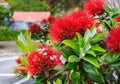 Red pohutukawa flowers