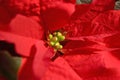 Red Poinsetta Royalty Free Stock Photo