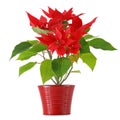 Red Poinsettia Royalty Free Stock Photo