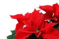 Red Poinsettia Royalty Free Stock Photo