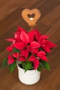 Red poinsettia