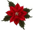 Red Poinsettia Royalty Free Stock Photo