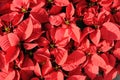 Red poinsettia background Royalty Free Stock Photo