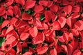 Red poinsettia background Royalty Free Stock Photo