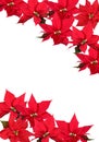 Red Poinsettia - background