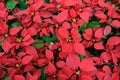 Red poinsettia background Royalty Free Stock Photo