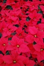 Red Poinsettia background Royalty Free Stock Photo