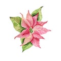 Red Poinsettia Bethlehem Star Christmas flower poinsettia watercolor. Royalty Free Stock Photo