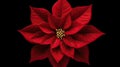 Red Poinsettia on Black Background Royalty Free Stock Photo