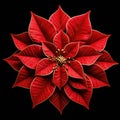 Red Poinsettia on Black Background Royalty Free Stock Photo