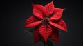 Red Poinsettia on Black Background Royalty Free Stock Photo