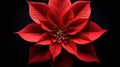 Red Poinsettia on Black Background Royalty Free Stock Photo