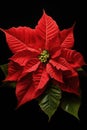 Red poinsettia on black background Royalty Free Stock Photo