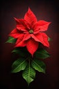 Red Poinsettia on Black Background Royalty Free Stock Photo