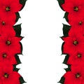 Red Poinsettia Border isolated on White Background. Vector Illustration. Royalty Free Stock Photo