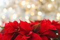 Red poinsettia Christmas eve flower, Star of Bethlehem Royalty Free Stock Photo